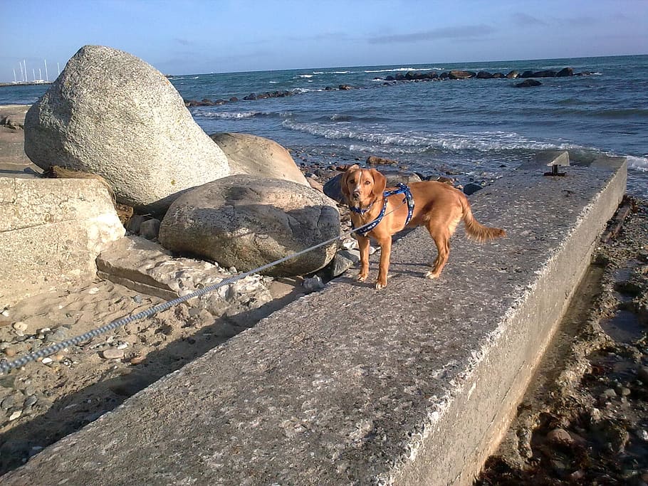 dog, sea, stone, water, one animal, beach, animal themes, domestic HD wallpaper