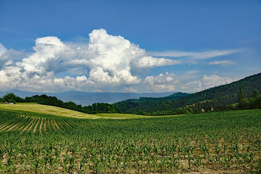green cornfield at daytime, nature, landscape, sky, clouds HD wallpaper