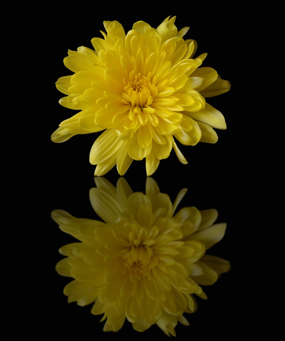 Chrysanthemum, Yellow, Mirror, reflection, flower, flora, nature HD wallpaper