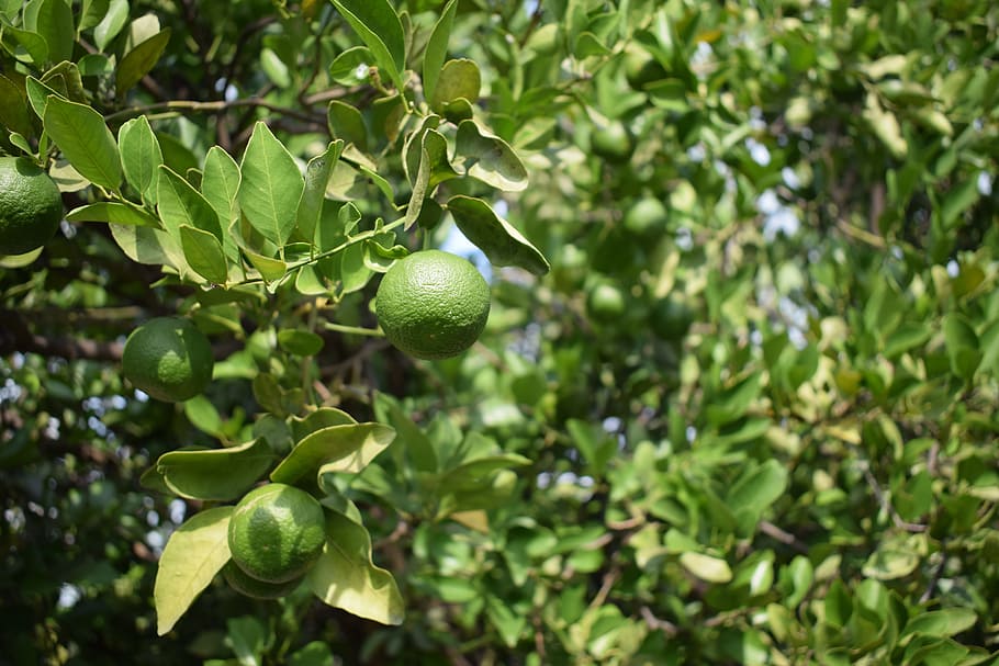 Lime, Green, Wild Fruit, Plants, nature, leaf, green Color HD wallpaper