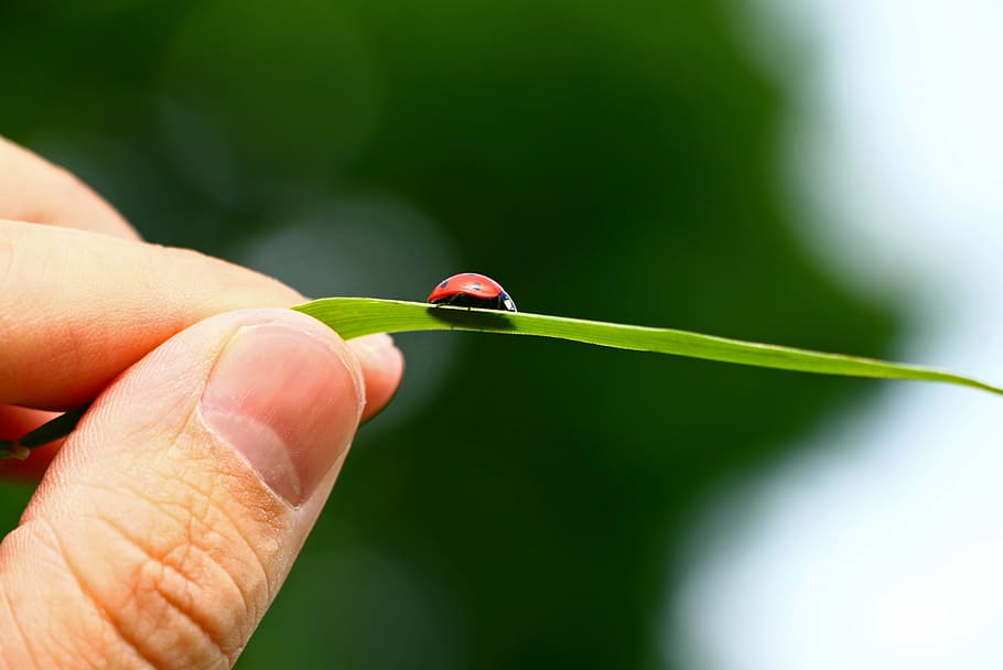 ladybug, sheet, nature, insect, macro, leaf, close-up, plant HD wallpaper