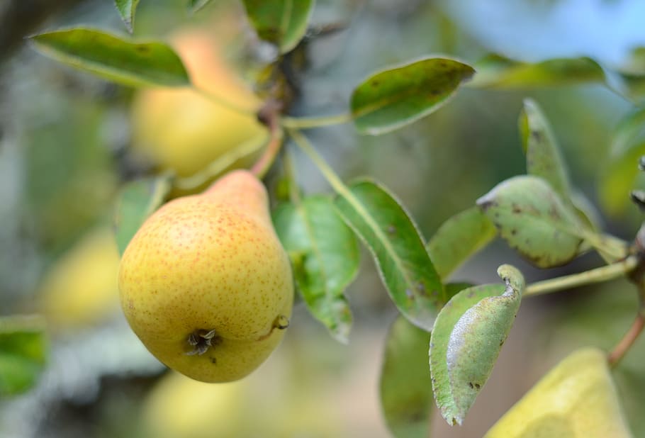 fruit, nature, leaf, food, flora, pear, organic, fresh, healthy HD wallpaper