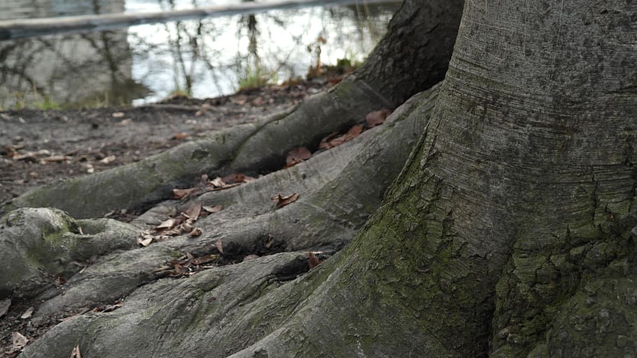 Tree Root, Nature, Log, Bark, old, wood, mis shapen, brown HD wallpaper