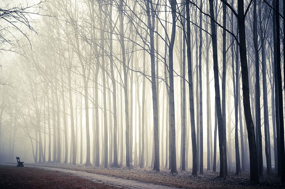 birch tree near road, forest, light, path, winter, fog, plant HD wallpaper