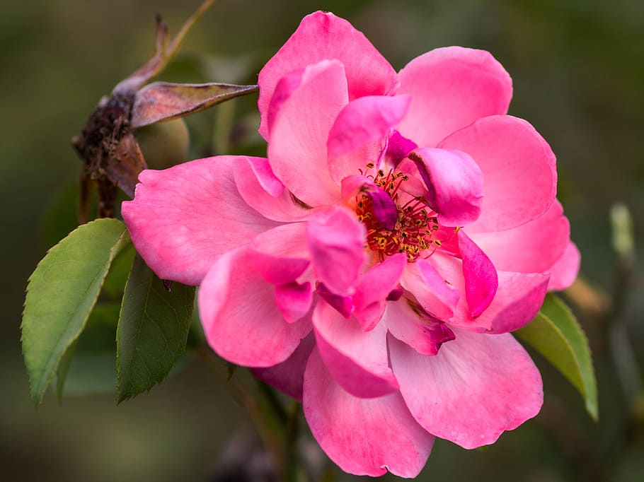 selective focus photo of pink rose flower, macro, close, purple HD wallpaper