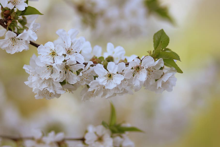 flowers, tree, visin, white, casey, flourished, spring, plant HD wallpaper