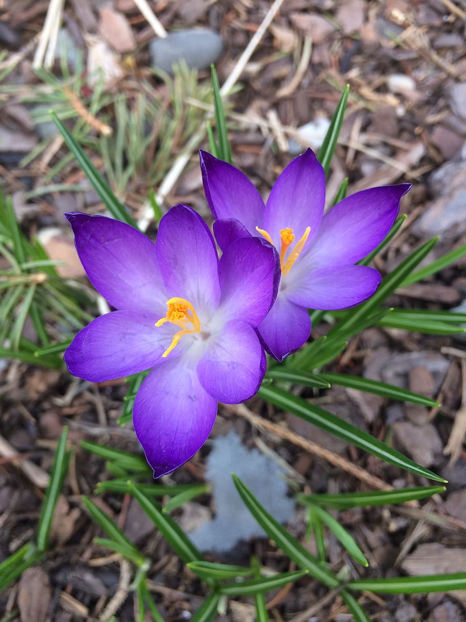 Flowers, Purple, Spring, Bloom, nature, plant, petal, flower Head HD wallpaper