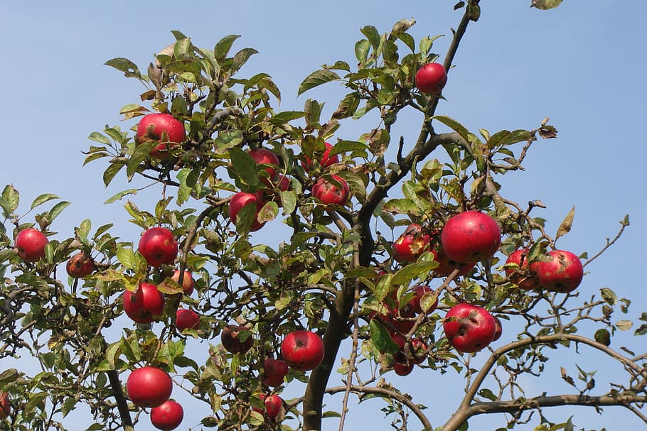 Fruit Tree, Apple Tree, autumn, juicy, food, ripe, healthy HD wallpaper
