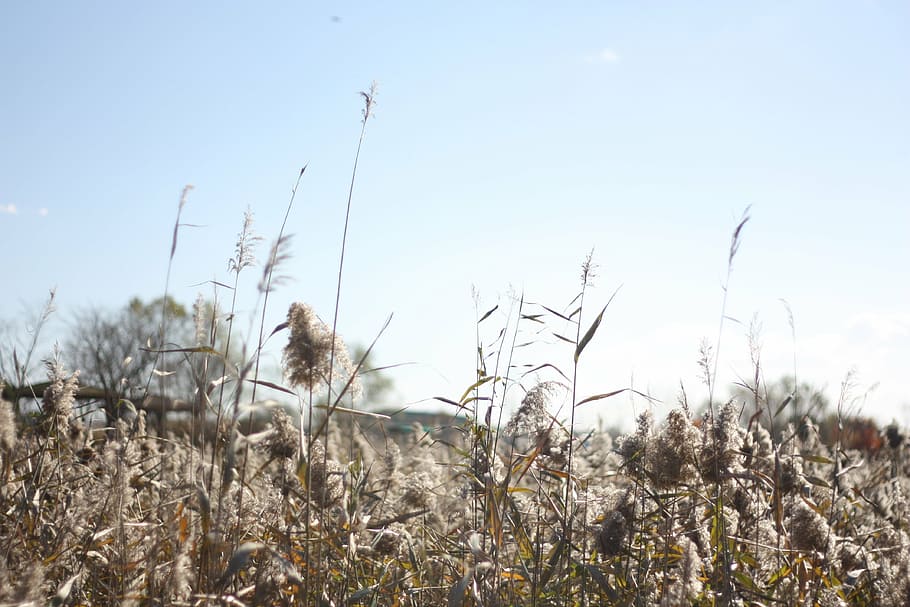 autumn, silver grass, sky, plant, growth, field, land, nature HD wallpaper