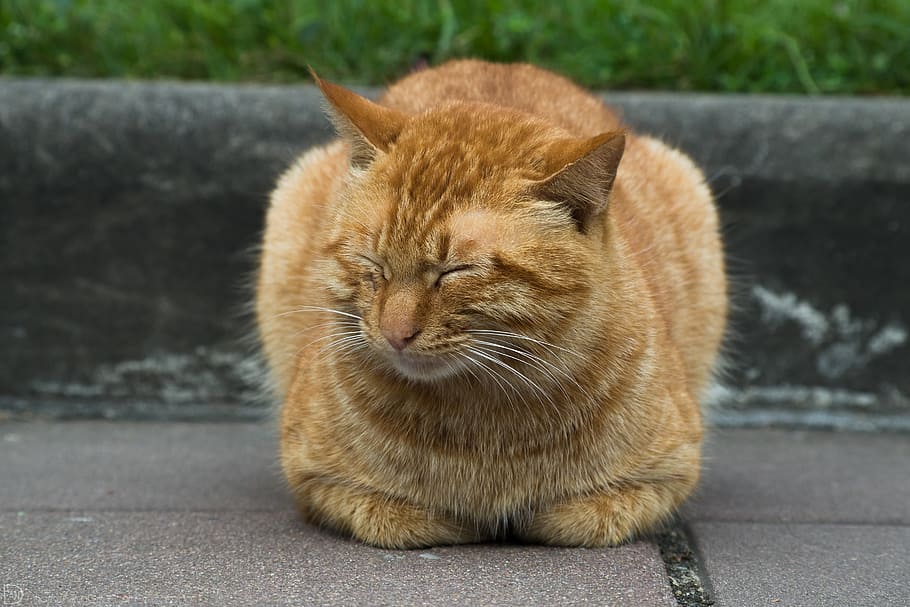 cat, kitten, kitty, mammal, animal themes, one animal, pets HD wallpaper