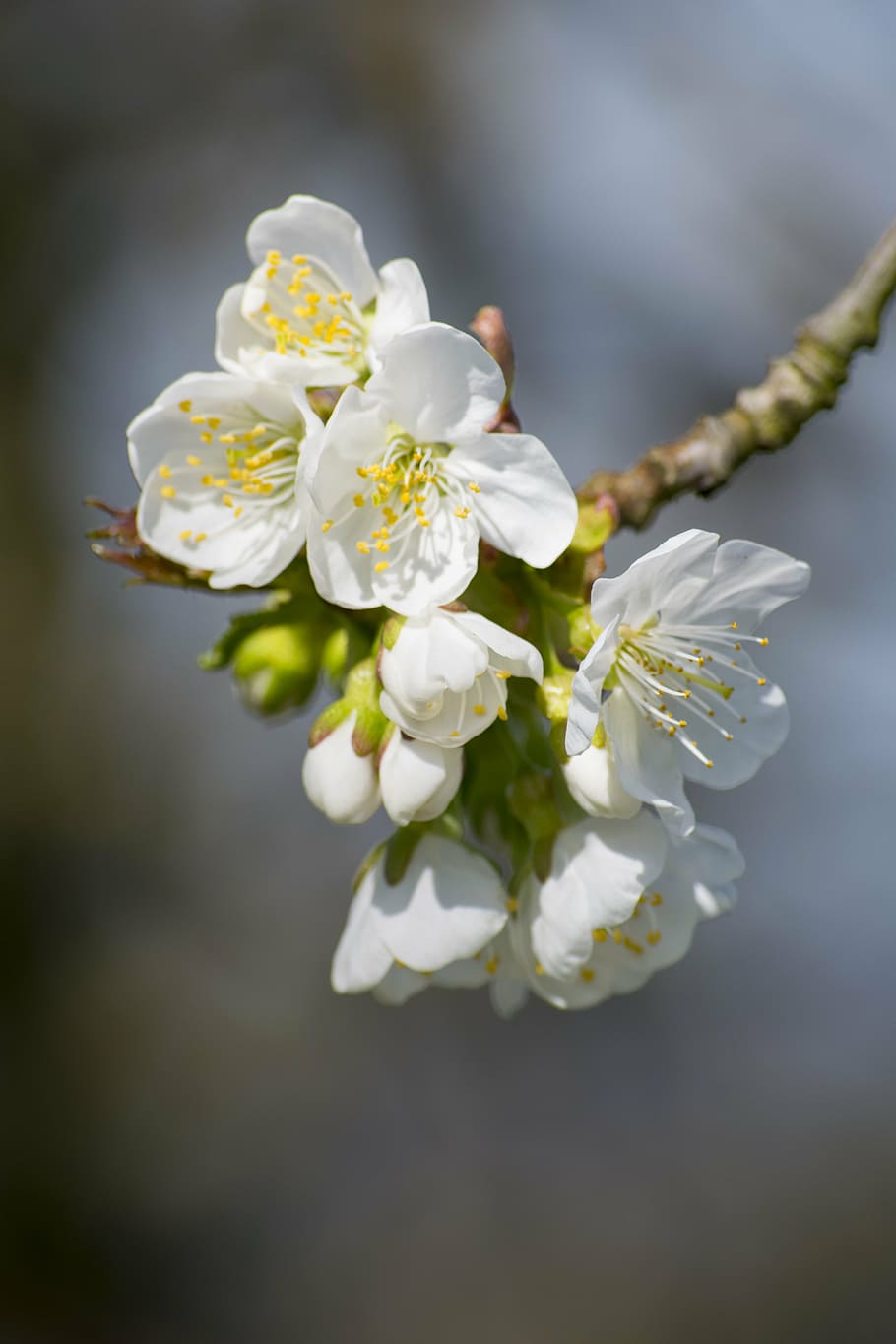 apple tree, orchard, apple blossom, spring, nature, springtime HD wallpaper