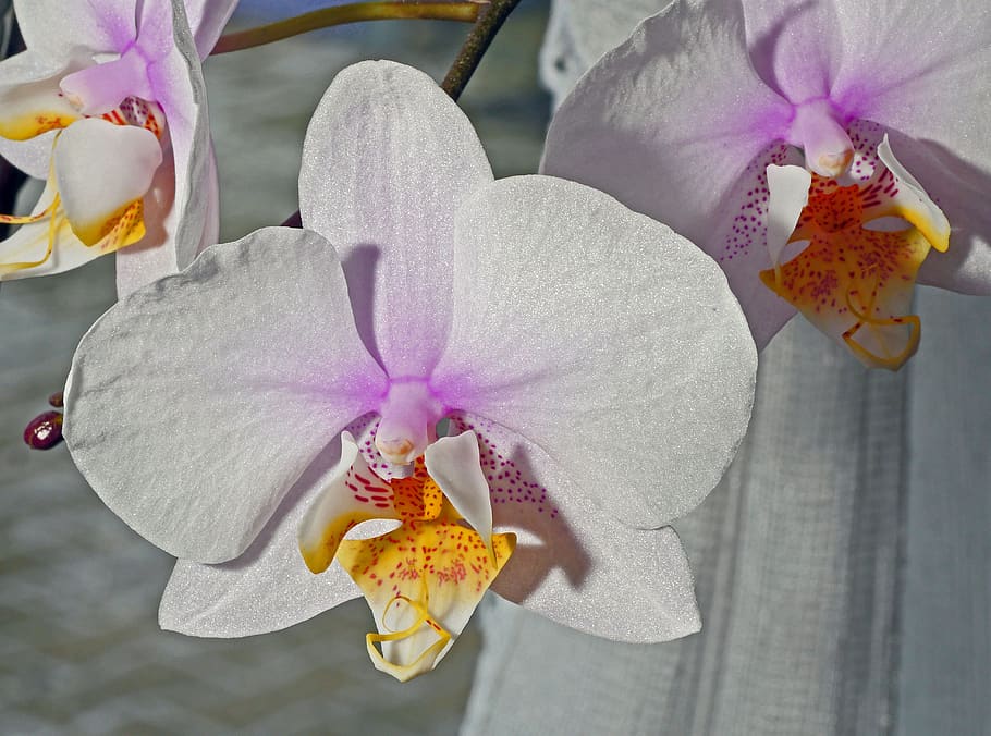 orchid flower, white, pink, yellow, speckled, tropical, plant, HD wallpaper