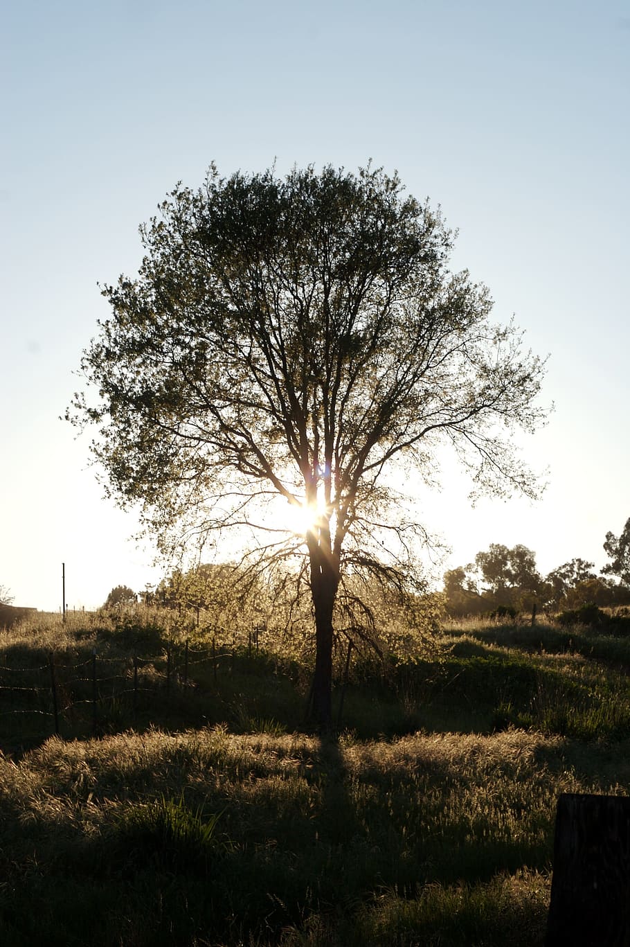 tree, grass, nature, sky, sunlight, sunrise, sunset, sunshine HD wallpaper