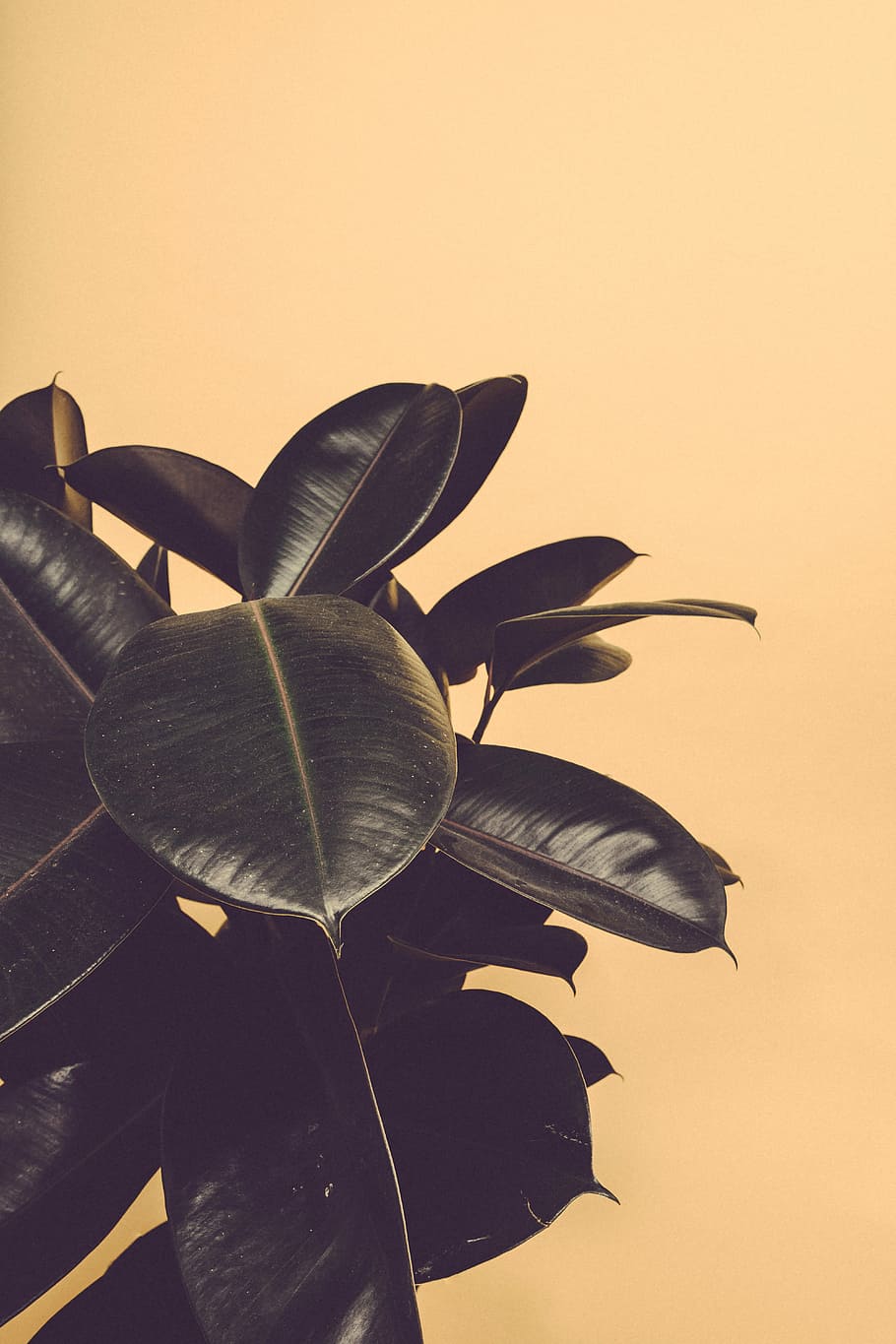 closeup photography of rubber plant, green rubber plant, leaf HD wallpaper