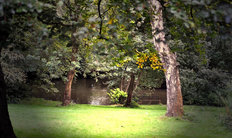 trees, rain, water, organic, agriculture, outdoors, environment HD wallpaper