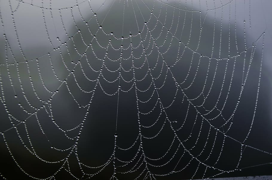 close up photography of spider web, rosa, fog, macro, drops HD wallpaper