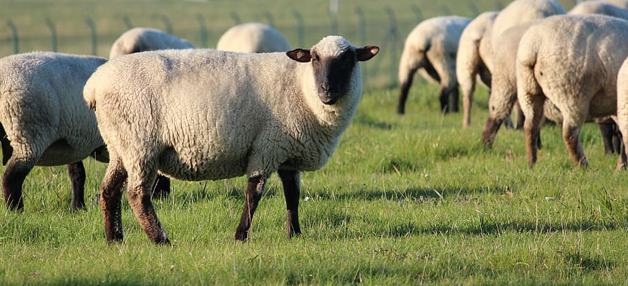 HD wallpaper: herd of sheep, flock of sheep, animals, wool, herd animal,  grass | Wallpaper Flare