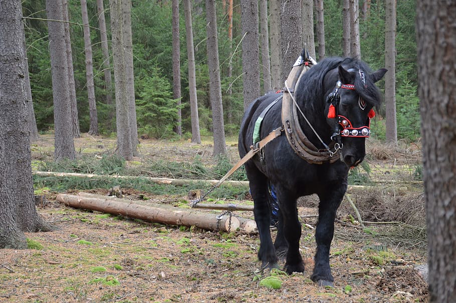 Horse, Pulling, Forestry, Logs, concentration, vyklizování HD wallpaper