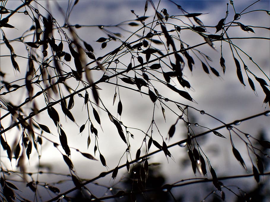 hay, backlit, dew drops, autumn, nature, plant, tree, branch HD wallpaper