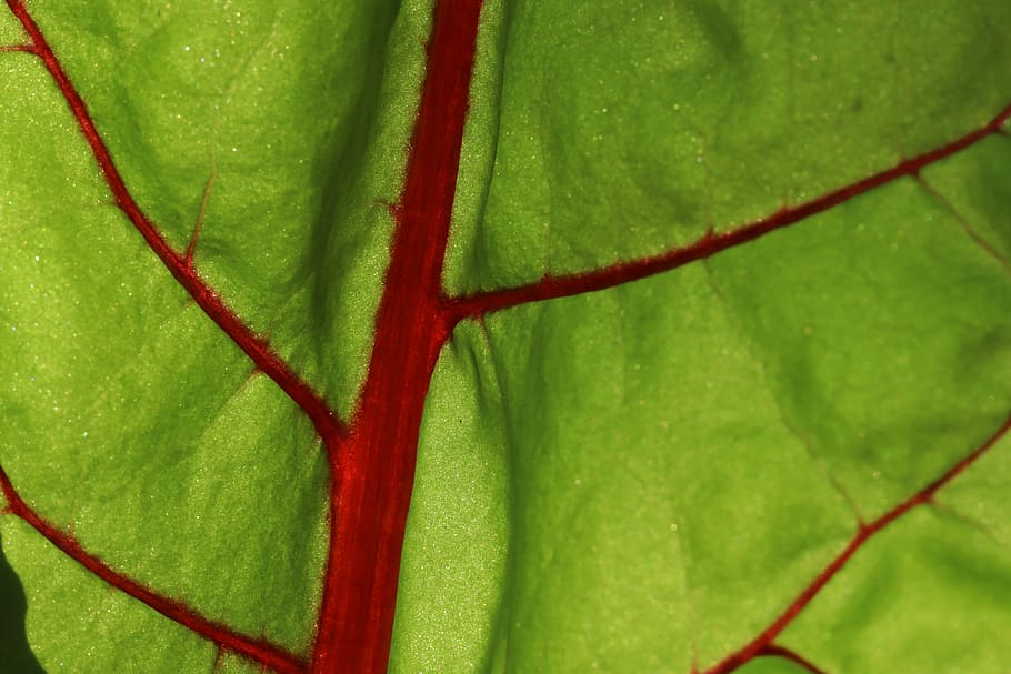 leaf, plant, background, chard, herb stalk, leaf vein, back light HD wallpaper