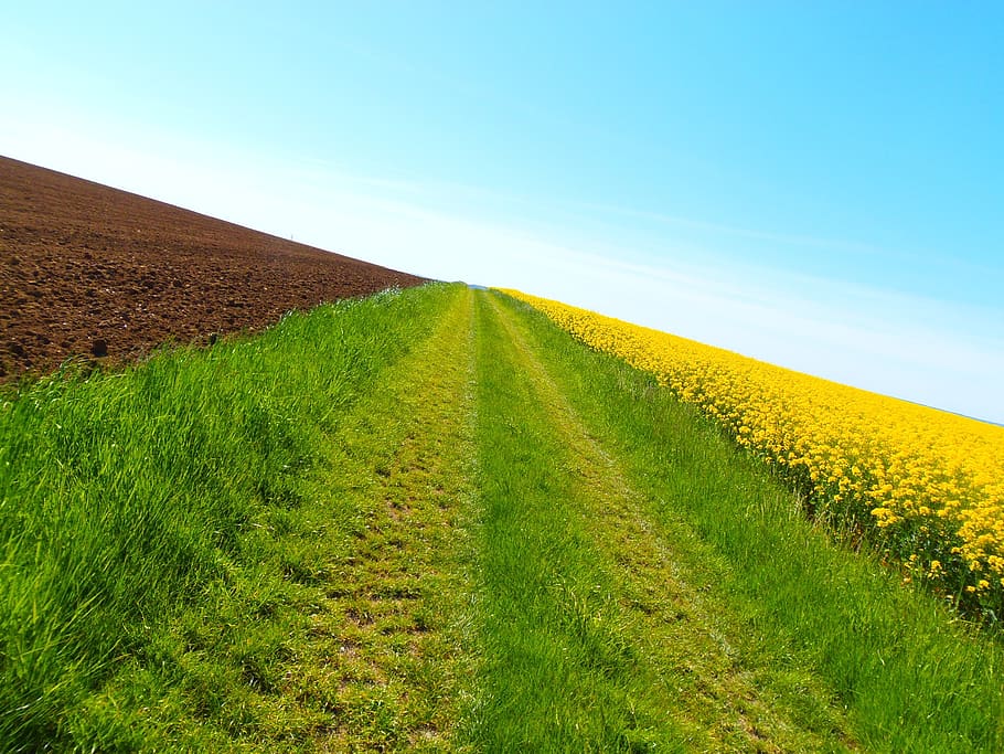 path, nature, field, hiking, fields, perspective, spring, sky HD wallpaper
