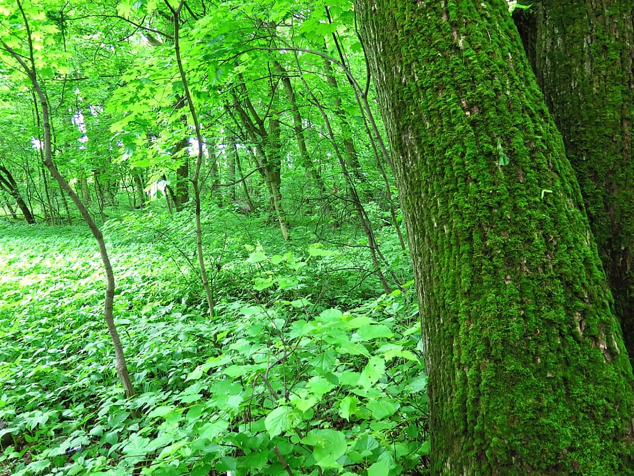 Nature, Tree, Greens, Forest, trees, green color, tree trunk HD wallpaper