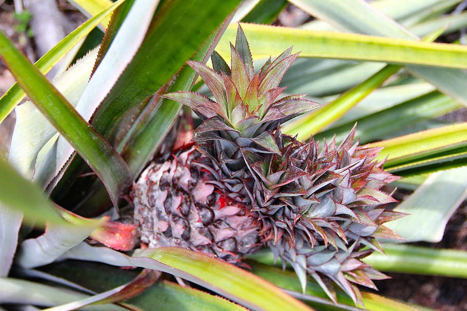 Pineapple, Plant, Cactus, Agave, Tropics, caribbean, leaves HD wallpaper