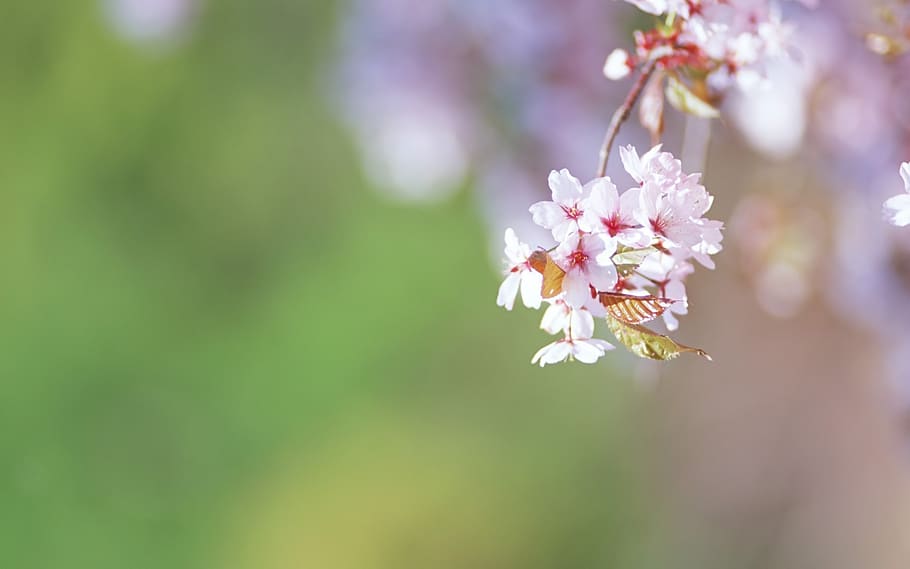 god, course, flower, flowering plant, freshness, fragility HD wallpaper