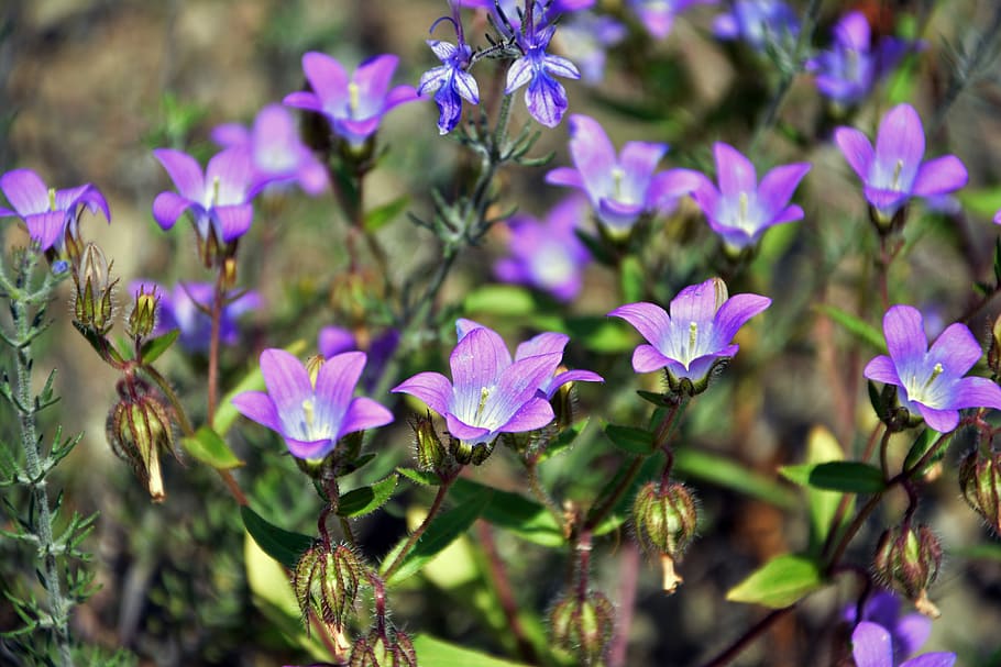 wildflowers, the bluebells, spring, nature, flora, purple flowers, HD wallpaper