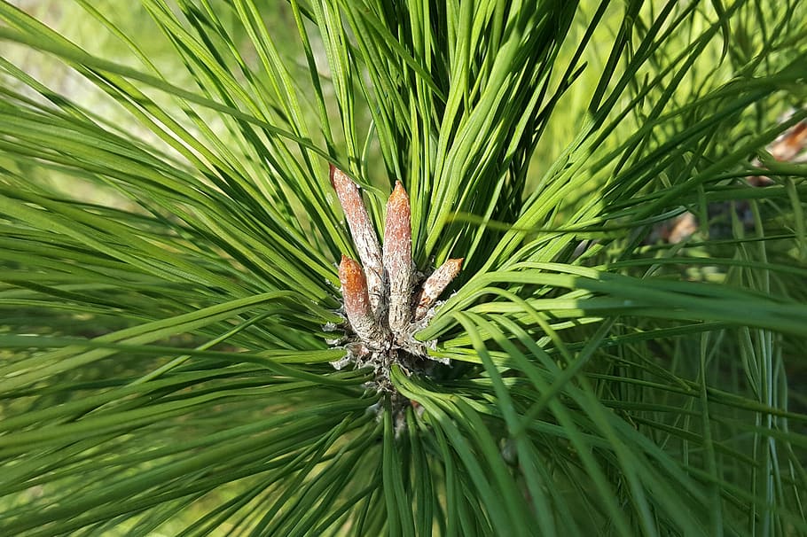 pine needles, branch, tree, conifer, fir, evergreen, green color HD wallpaper