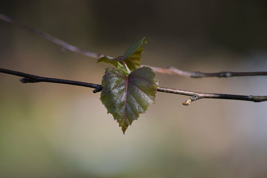 leaf, birch, nature, tree, finnish, branches, spring, grim HD wallpaper