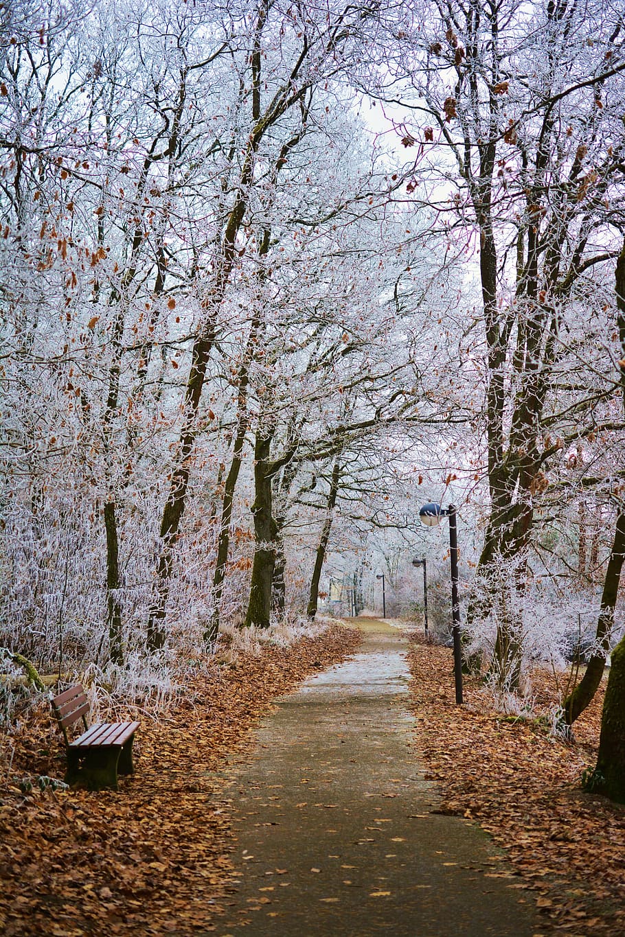 brown wooden bench beside pathway between white leafed trees during daytime HD wallpaper