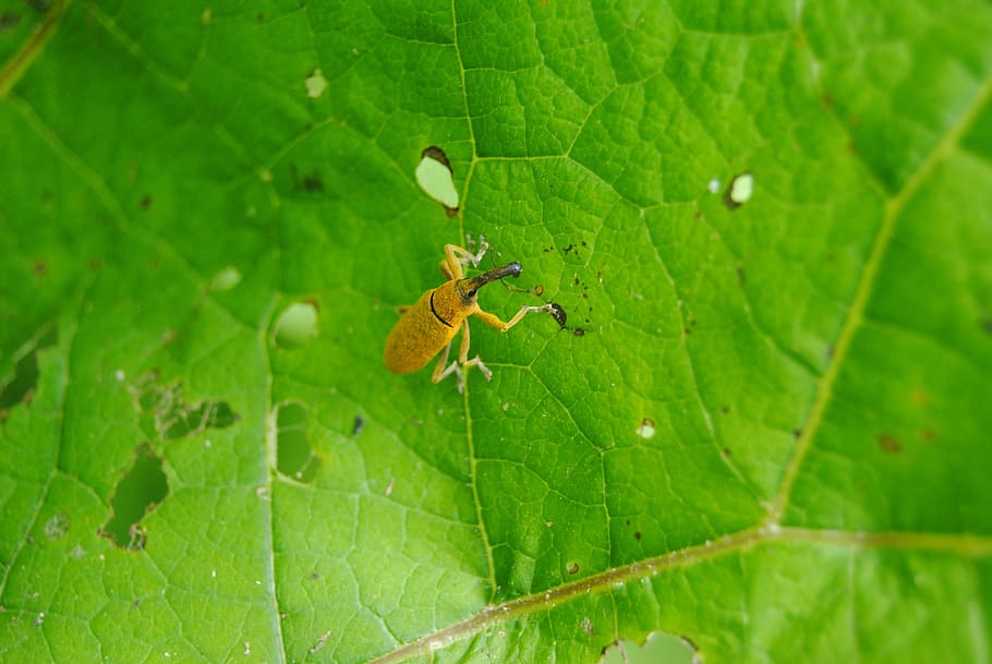 Insect, Leaf, Nature, Animal, green, one animal, animal themes HD wallpaper