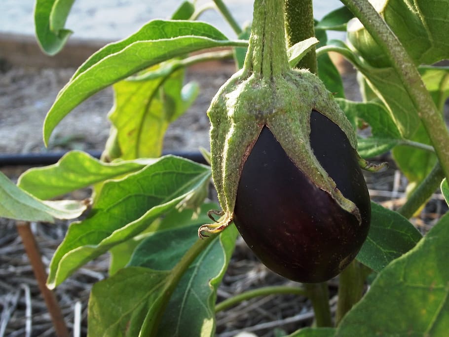 Eggplant, Fruit, Orchard, leaf, agriculture, growth, food and drink HD wallpaper