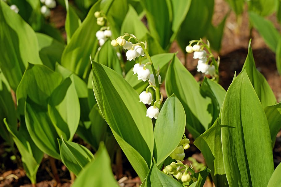 Lily Of The Valley, Flowers, convallaria majalis, bloom, early bloomer, HD wallpaper