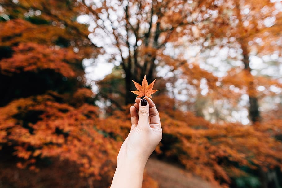 person showing 7-hand leaf in bokeh photography, person holding maple leaf HD wallpaper