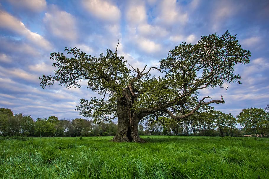 tree, green, spring, nature, the countryside, england, cloud - sky HD wallpaper