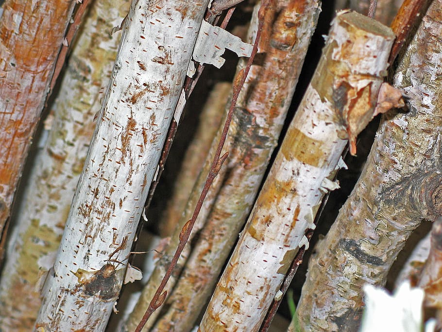 birch branches, trees, nature, bark, forest, wood, aesthetic HD wallpaper