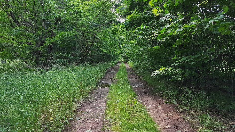 HD wallpaper: person taking photo of road in the middle of forest,  background | Wallpaper Flare