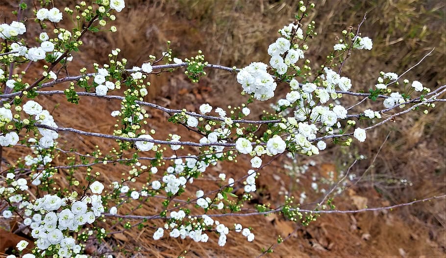 flower, flora, tree, nature, season, blooming, garden, floral HD wallpaper
