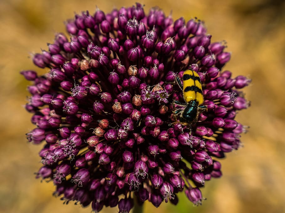 flower, plant, insect, spring, nature, floral, blossom, flowering plant HD wallpaper