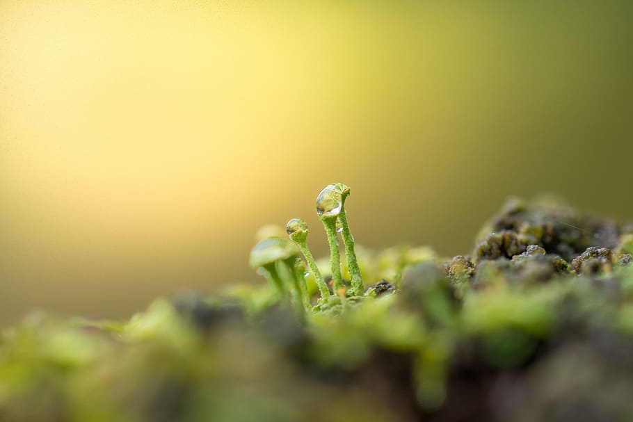 moss, tiny, macro, macro photography, autumn datailaufnahme HD wallpaper
