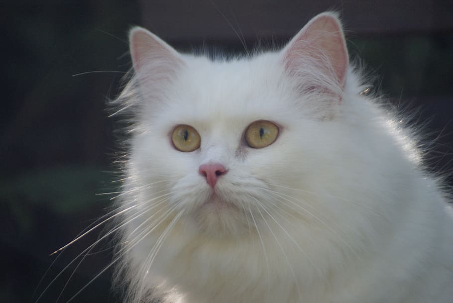 cat, white cat, german longhair cat, long-haired cat, pets, HD wallpaper