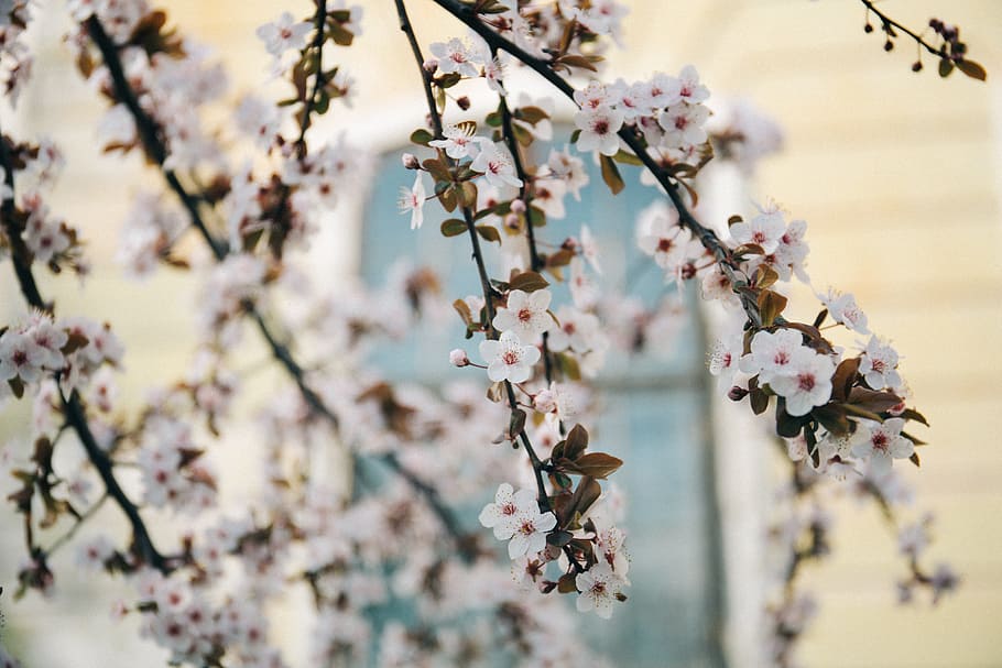 white, blossoms, trees, branches, flowers, garden, nature, flowering plant HD wallpaper