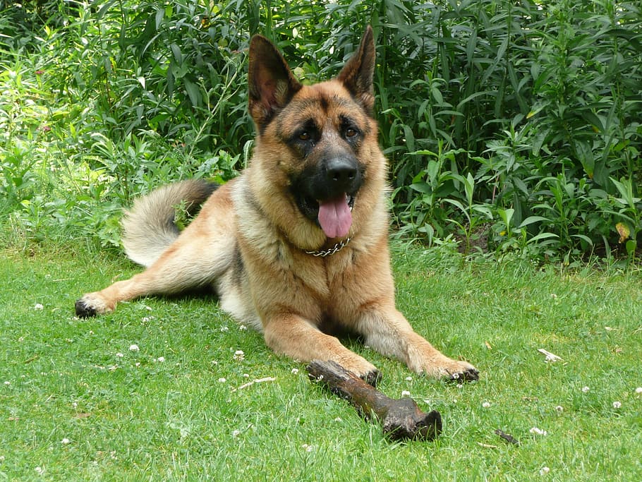 German Shepherd, Stick, lying, dog, pets, one animal, grass HD wallpaper