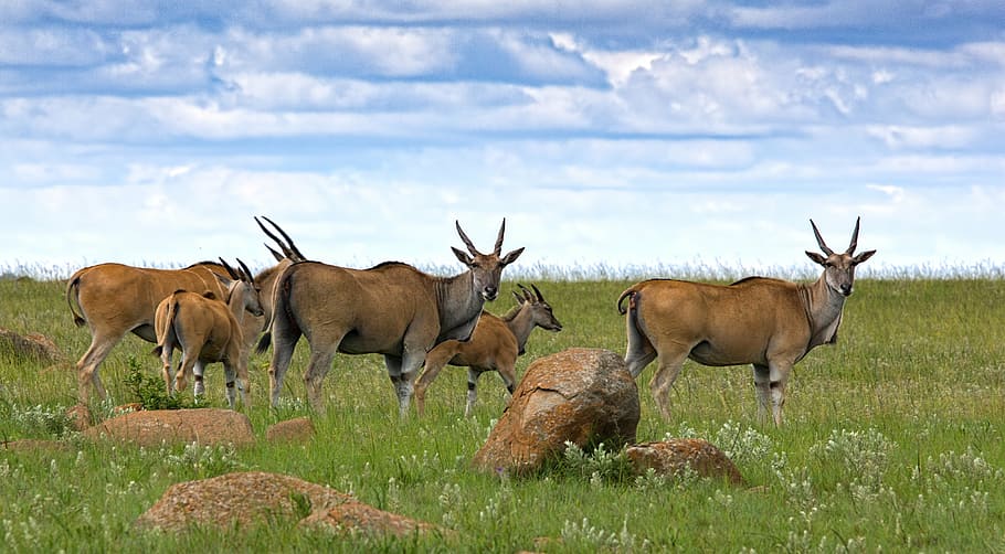 herb of deer on field of grass, eland, antelope, buck, animal