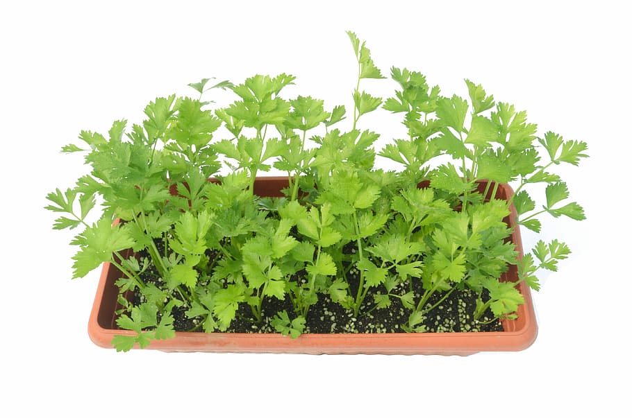 Celery, Potted Plants, green, green color, white background, HD wallpaper