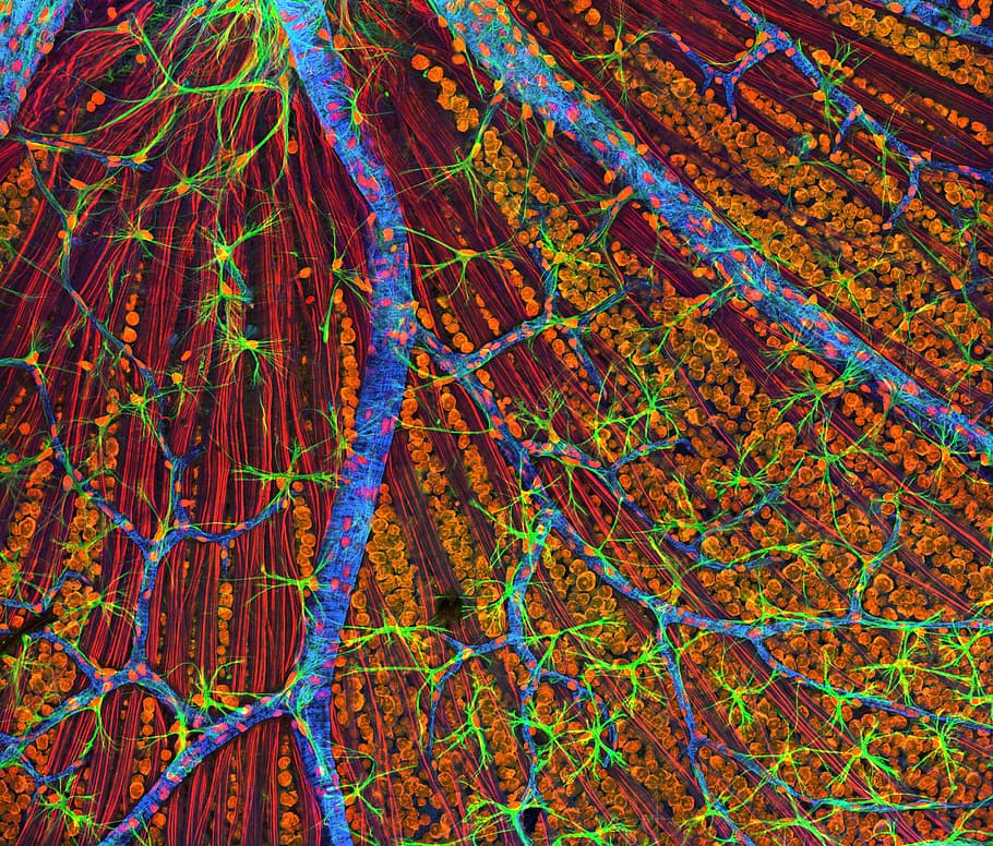 blue, green, and brown abstract painting, cells, electron microscope HD wallpaper