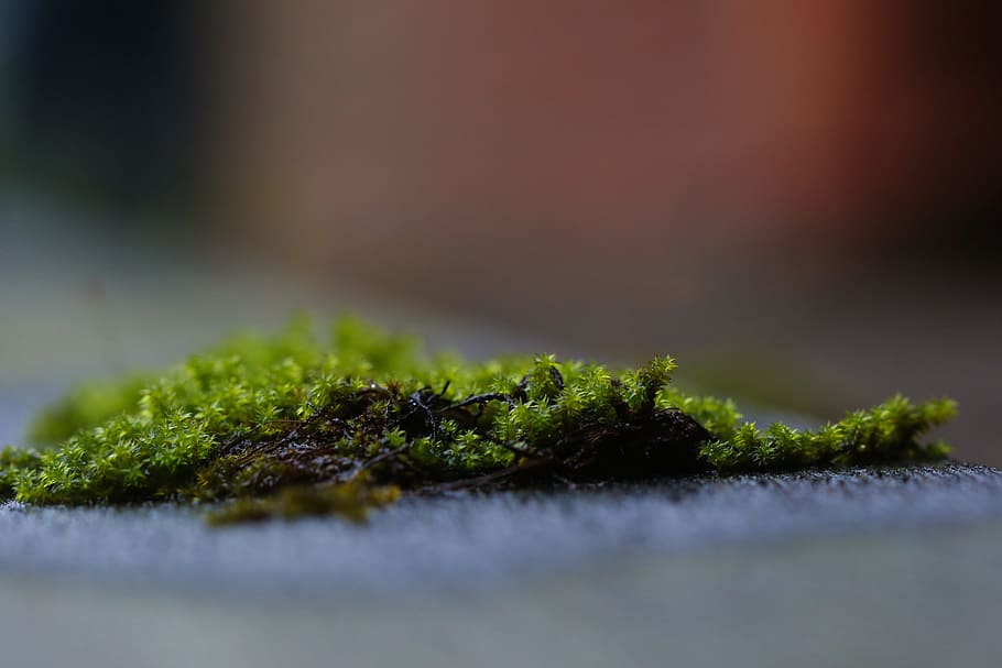 moss, green, nature, selective focus, green color, close-up HD wallpaper