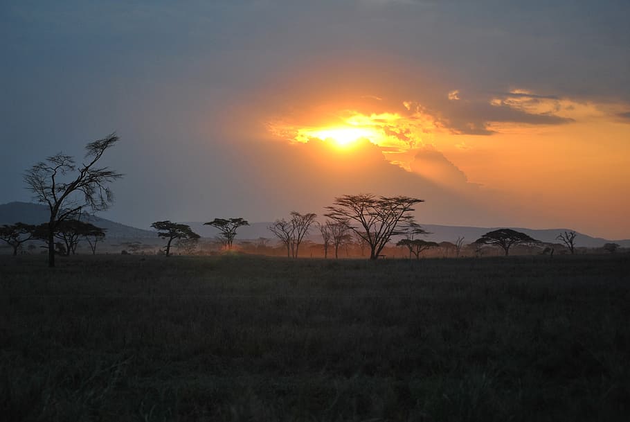 africa, tanzania, national park, safari, serengeti, sunset